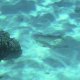 30- Poisson-chevre a bande noire 